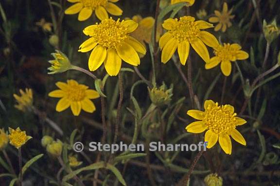 lasthenia californica ssp californica 1 graphic